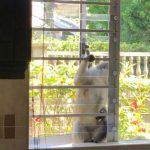 Monkey proofing